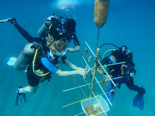 Iowa State students attach coral fragments to a nursery tree while scuba diving.