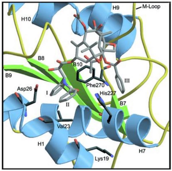 Molecular model of Taxol bound to Tubulin